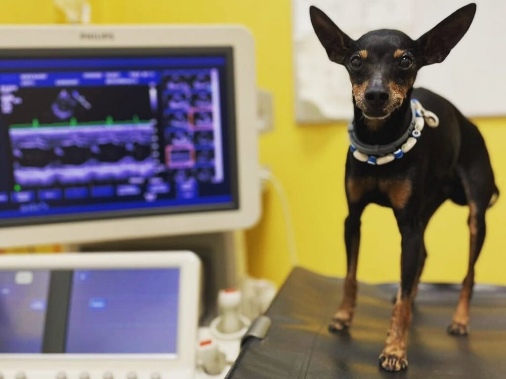 un cane in visita per un controllo cardiaco presso la clinica veterinaria cardiovet