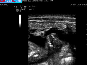Un'ecocardiografia di un cane presso la clinica veterinaria cardiovet