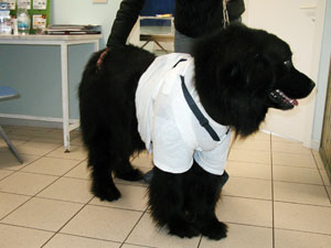 un cane nero a pelo lungo, dopo l'applicazione dell'holter24 presso la clinica veterinaria cardiovet