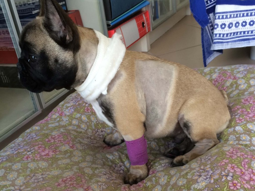 Un cucciolo di carlino dopo un ricovero presso la clinica veterinaria cardiovet