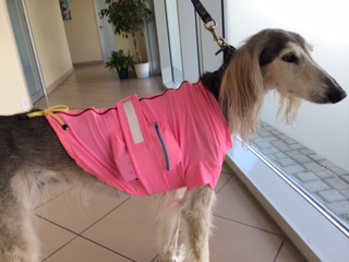 un cane dopo l'applicazione dell'holter24 presso la clinica veterinaria cardiovet