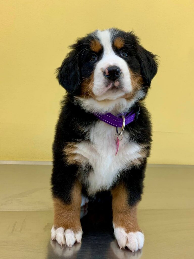 Primo piano di un cucciolo di bernese su sfondo giallo alla Clinica Veterinaria Cardiovet