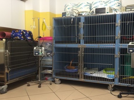 l'area della clinica veterinaria cardiovet dedicata a degenze e ricoveri
