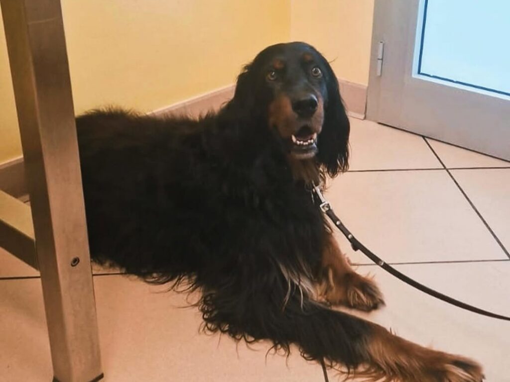 un cane presso la clinica cardiovet in attesa della sua visita