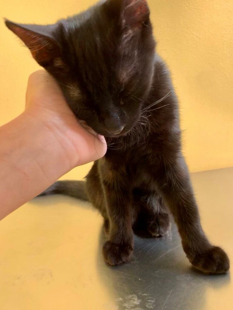 gattino-nero-coccole-clinica-veterinaria-cardiovet-livorno Un gattino nero viene coccolato alla Clinica Veterinaria Cardiovet