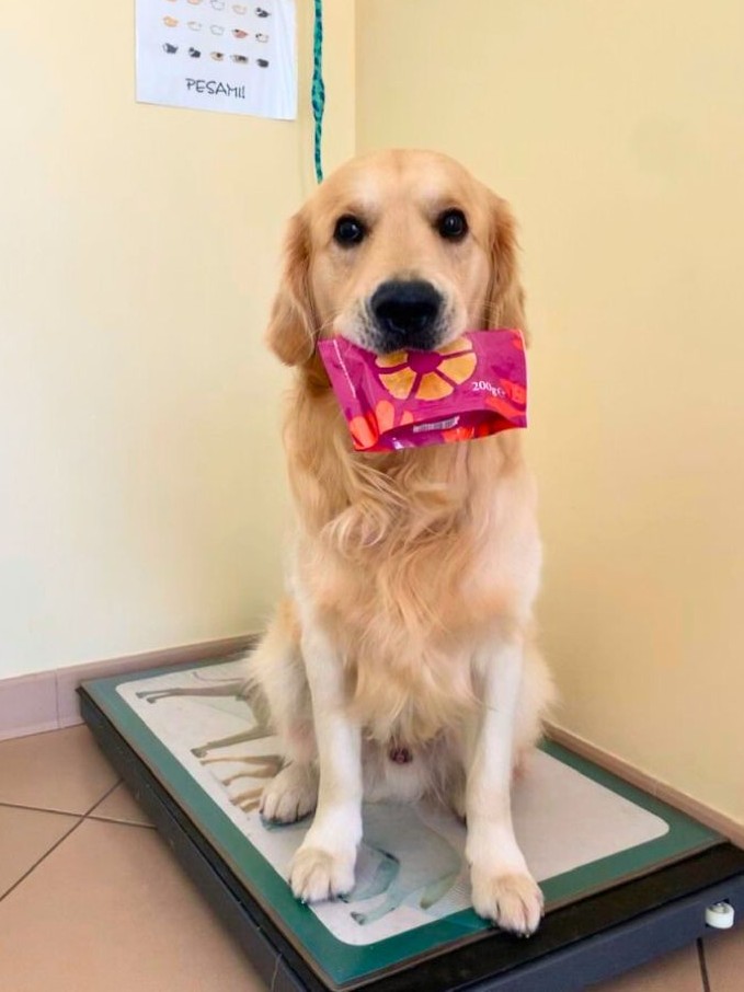 Progetto senza titolo - 1 Un labrador in primo piano con un pacchetto di croccantini in bocca mentre viene pesato alla clinica veterinaria cardiovet