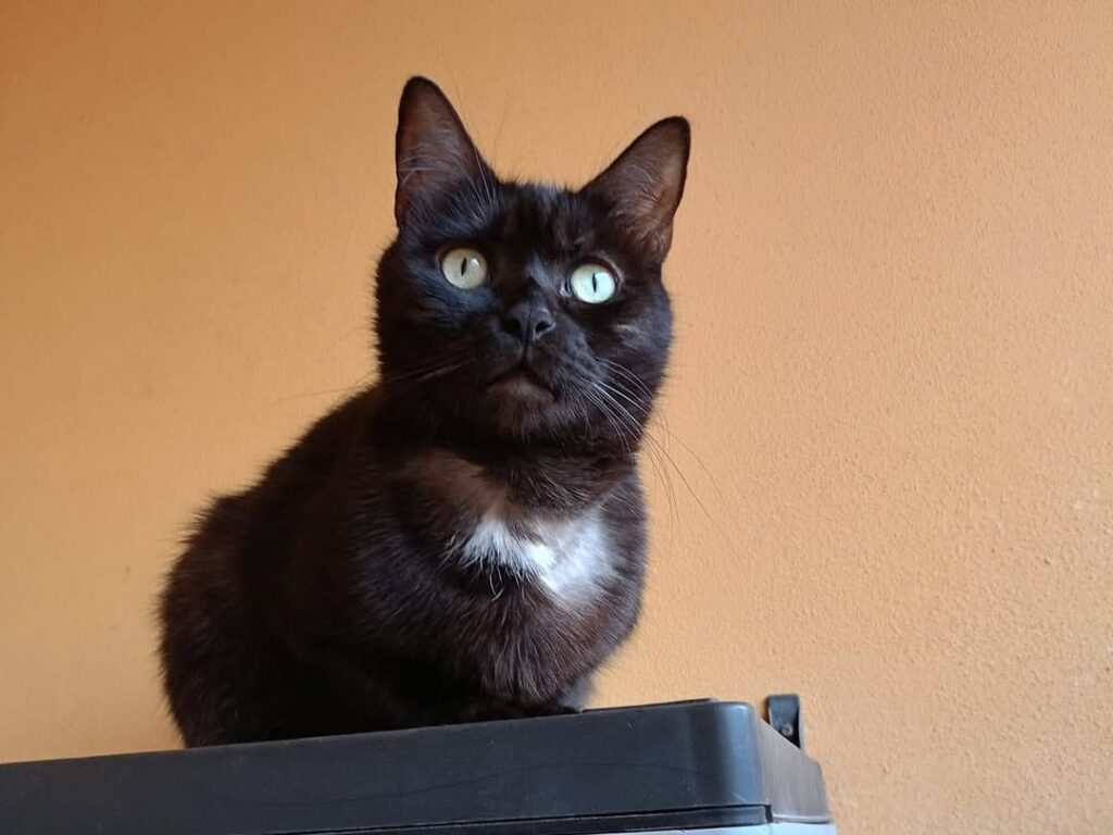 Un gatto nero in attesa della propria visita presso la clinica veterinaria cardiovet