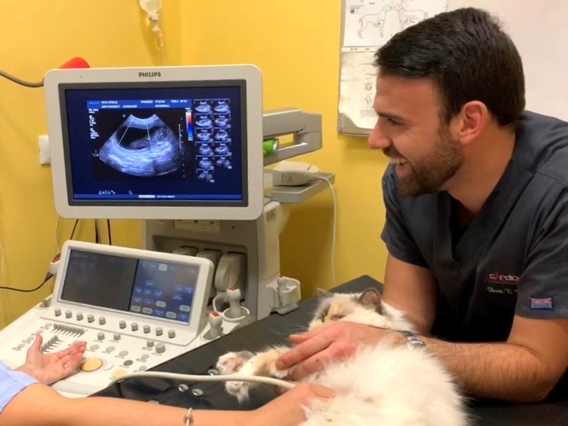 Un medico veterinario della Clinica Veterinaria Cardiovet,duante un ecografa di un gatto bianco