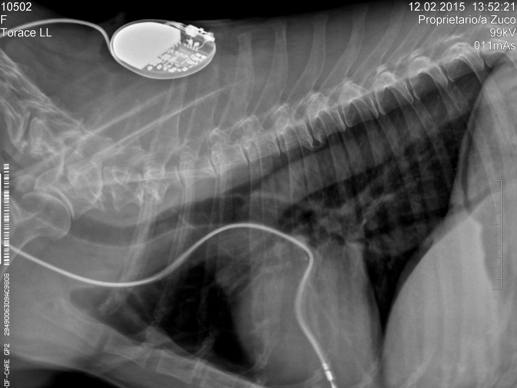 intervento chirurgico per inserire un pacemaker presso la clinica cardiovet