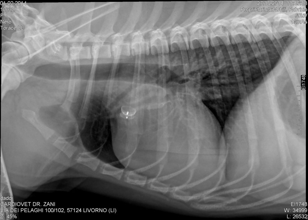 Una radiologia di un cane fatta dal Dott. Zani presso la Clinica Veterinaria Cardiovet