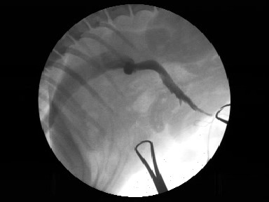 Una radioscopia veterinaria eseguita presso la Clinica Veterinaria Cardiovet