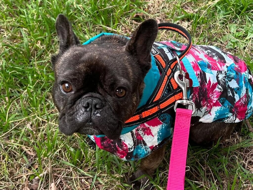 Un bulldog francesce presso la clinica veterinaria cardiovet