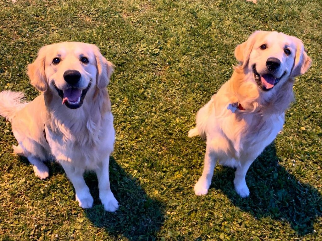 due golden retriever presso la clinica veterinaria cardiovet