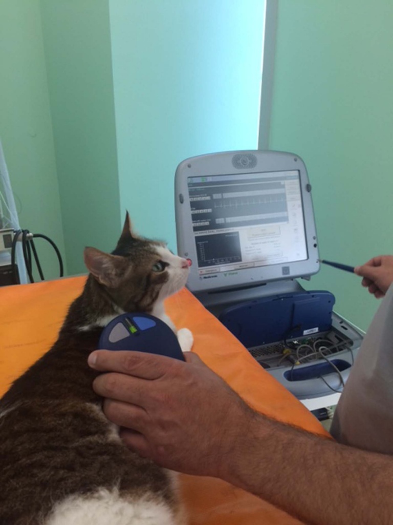 controllo di telemetria per un gatto presso la clinica cardiovet