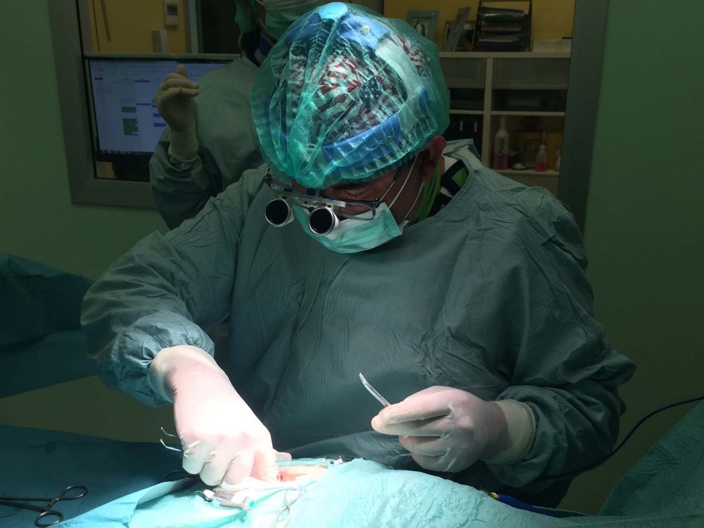 un medico della clinica veterinaria cardiovet durante un intervento chirurgico in clinica