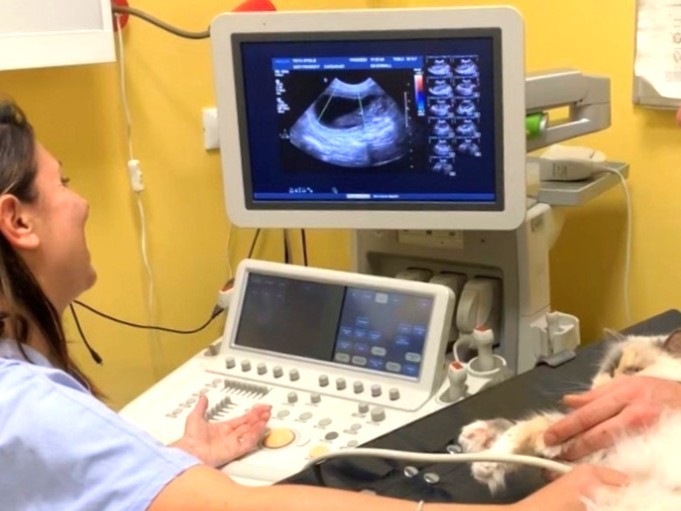 Un medico veterinario intento ad eseguire un'ecografia ad un gatto bianco presso la clinica veterinaria cardiovet